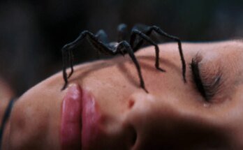 FrightFest 2026 review: SPIDER ISLAND is a fun crawly creature feature

 Movies Counter