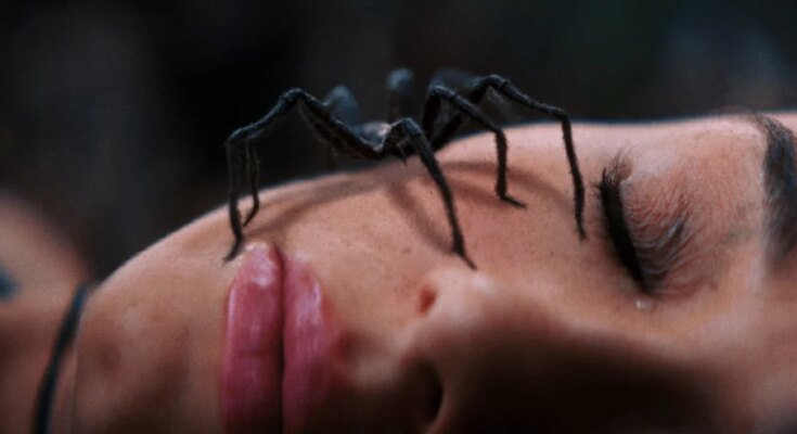 FrightFest 2026 review: SPIDER ISLAND is a fun crawly creature feature

 Movies Counter